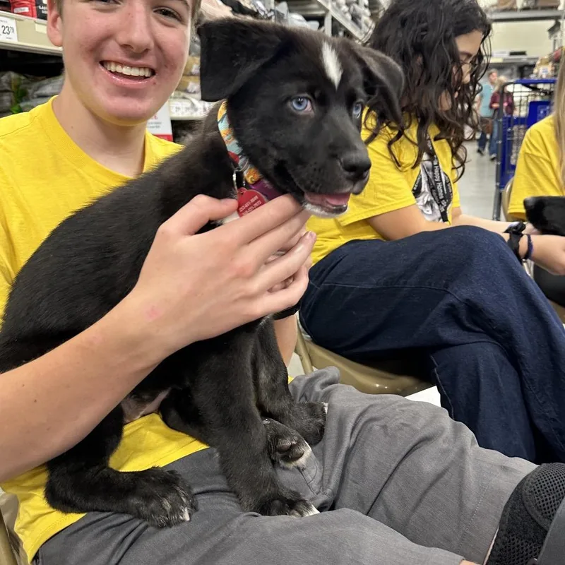 A baby small-sized female Black Husky dog named Mavy for adoption in Bellingham, WA