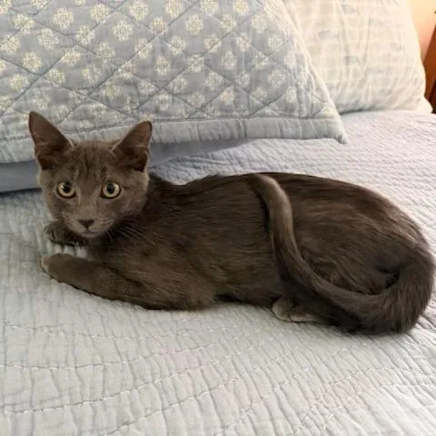 A baby medium-sized male Gray / Blue / Silver Domestic Short Hair cat named Henry for adoption in Jupiter, FL