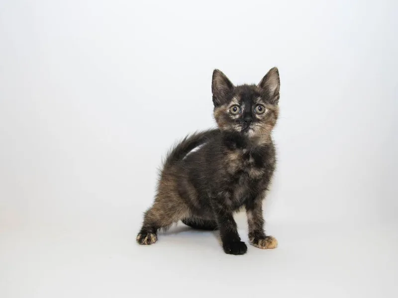 A baby medium-sized female Domestic Short Hair cat named Carnelian for adoption in Lansing, KS
