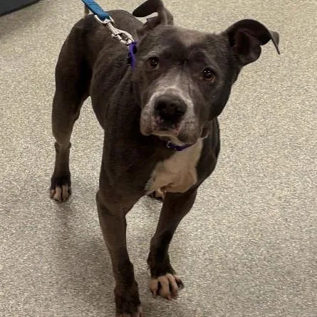 A senior medium-sized female Gray / Blue / Silver Mixed Breed dog named Suki for adoption in Jacksonville, FL