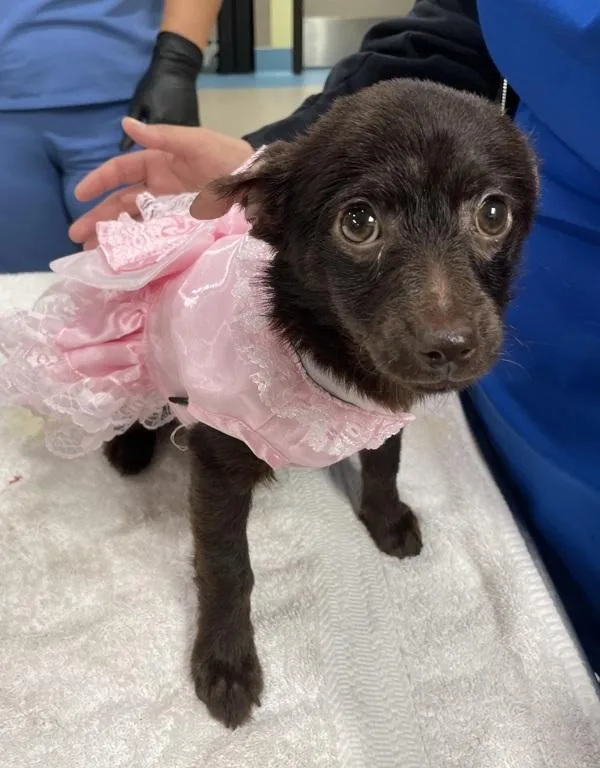 A baby small-sized female Labrador Retriever dog named Mimi for adoption in El Cajon, CA