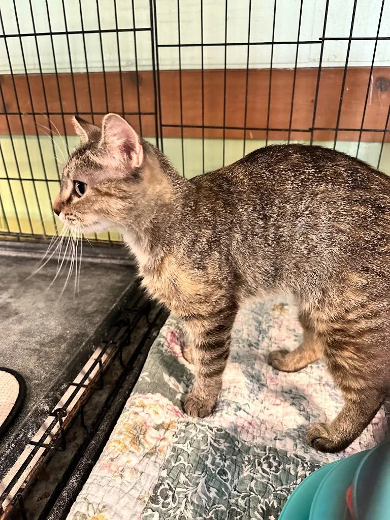 An adult medium-sized female Domestic Short Hair cat named Martha for adoption in Rice Lake, WI