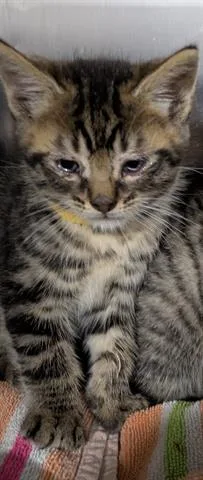 A baby small-sized male Domestic Medium Hair cat named Tigger for adoption in San Martin, CA