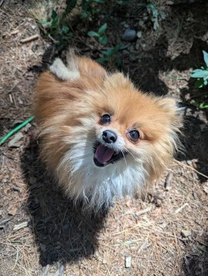 Lil Man