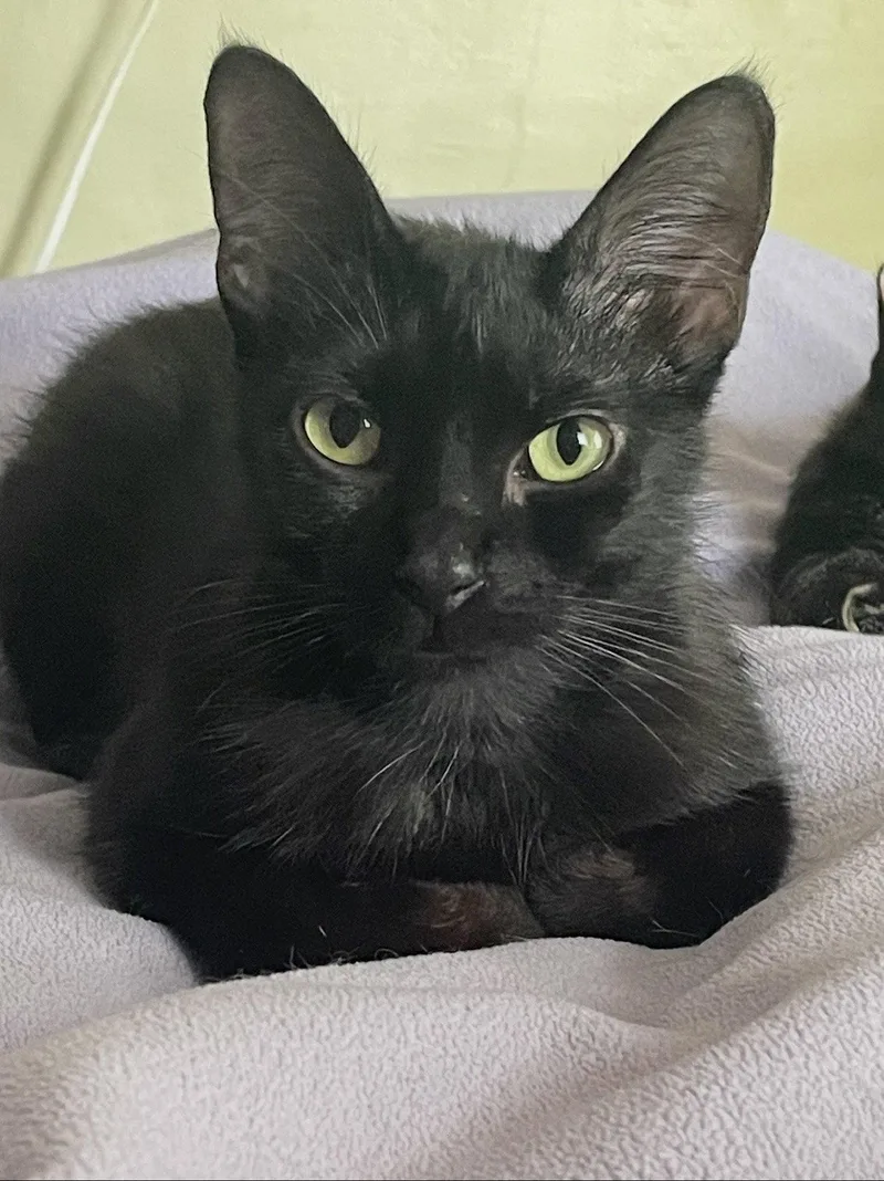 A young medium-sized female Black Domestic Short Hair cat named Eleanor for adoption in Oviedo, FL