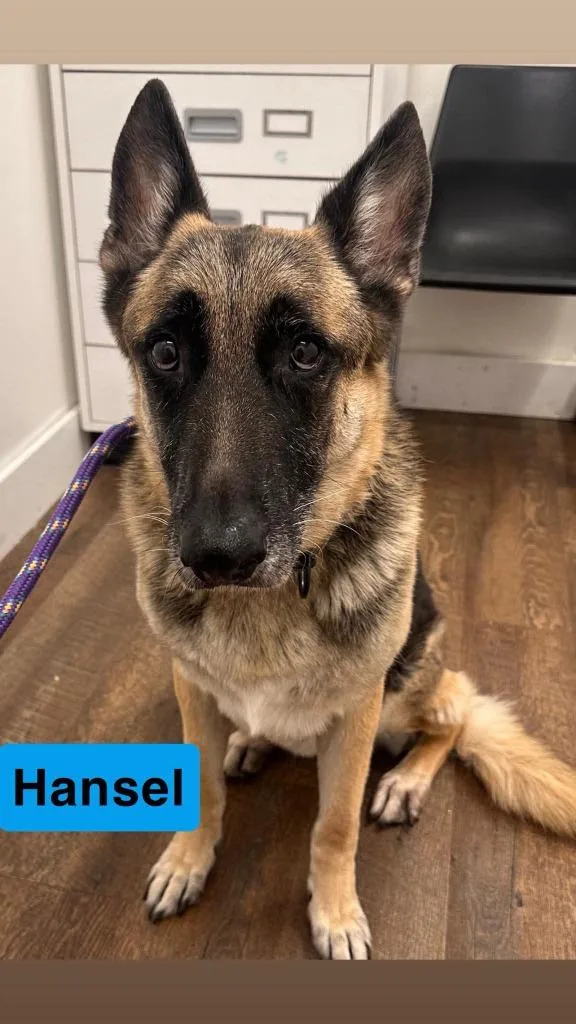 A senior large-sized male German Shepherd Dog dog named Hansel for adoption in Jacksonville, IL