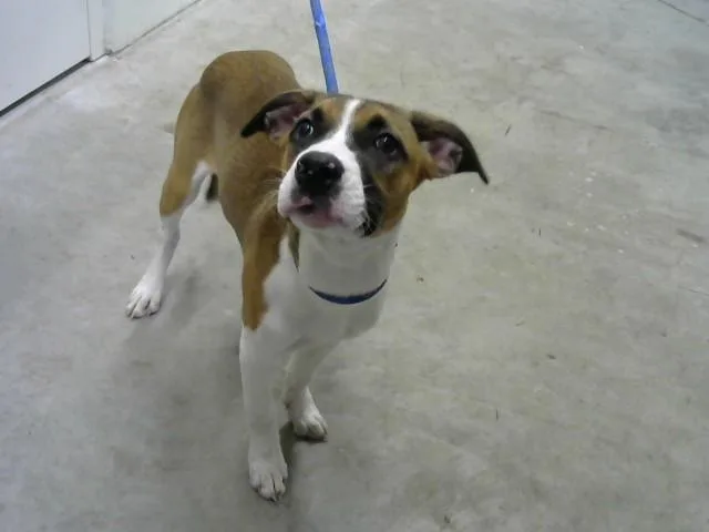 A baby medium-sized female Pit Bull Terrier dog named Luxury for adoption in Toledo, OH