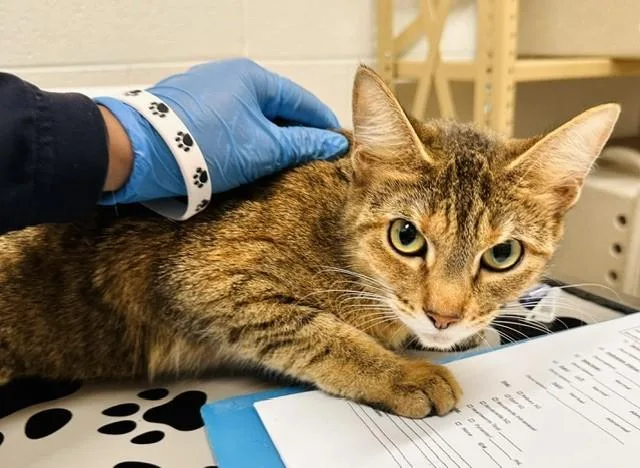 A young medium-sized female Domestic Short Hair cat named Zina for adoption in Derwood, MD