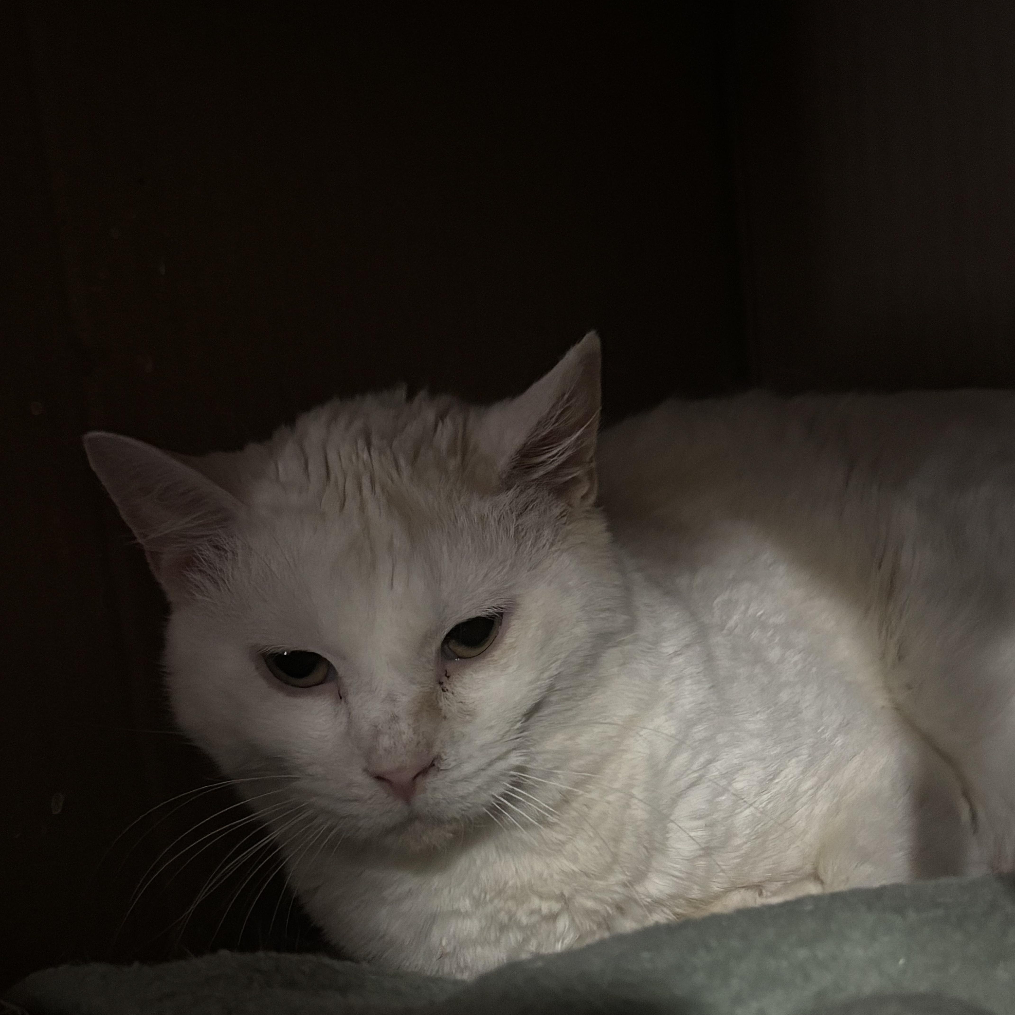 An adult medium-sized male White Domestic Short Hair cat named Kenny for adoption in Pittsburgh, PA