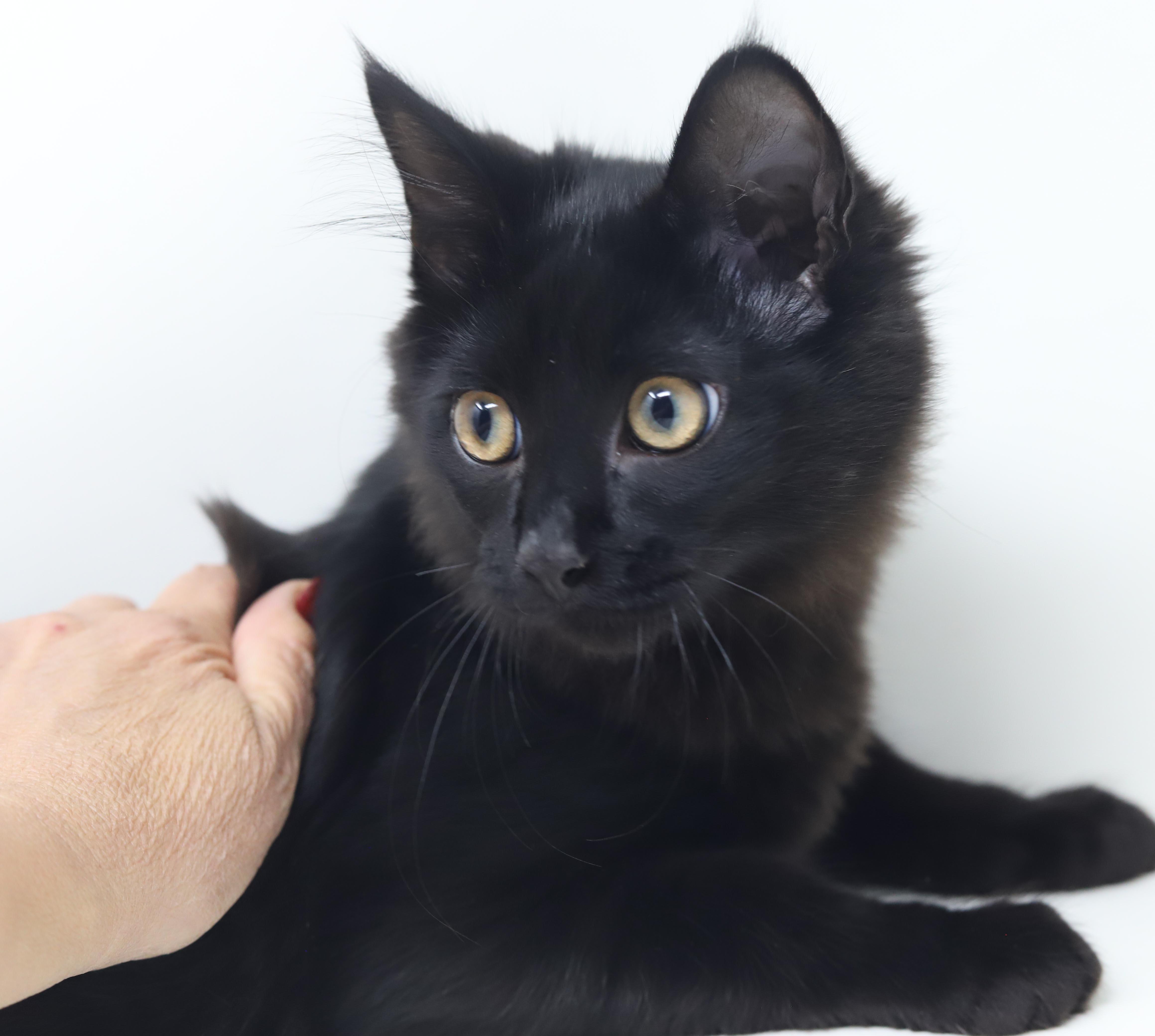 A baby small-sized male Black Maine Coon cat named Clark cannot be any for adoption in Bedford Hills, NY