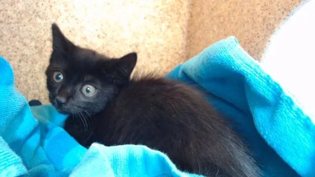 A baby medium-sized female Domestic Short Hair cat named Kat for adoption in Downey, CA