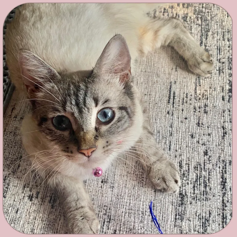 A young medium-sized female Siamese cat named Yuki for adoption in Long Beach, CA
