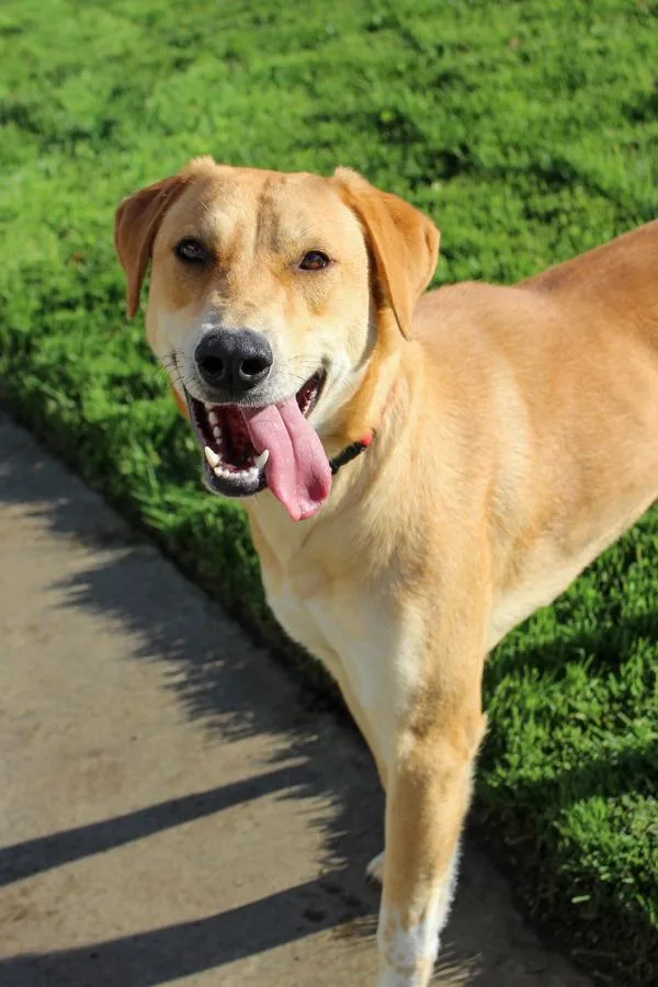An adult large-sized female Labrador Retriever dog named Yaya for adoption in Napa, CA