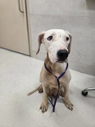 Lucy Moo thumbnail 2