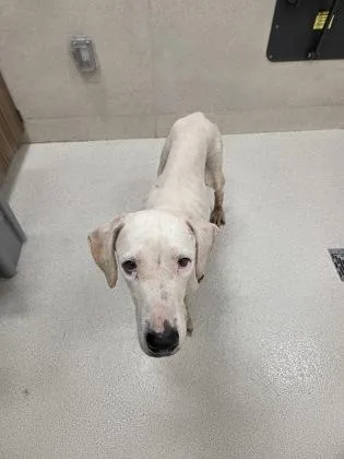 Lucy Moo thumbnail 3