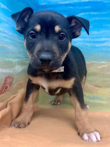 An adult medium-sized male Labrador Retriever dog named Pierce for adoption in Agoura, CA