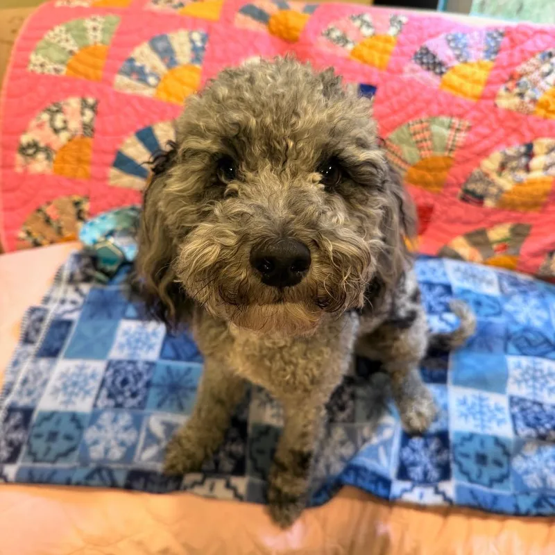 Teddy