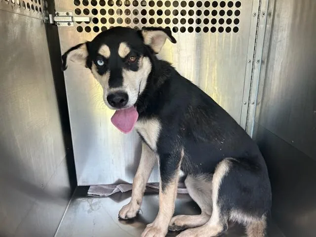A young medium-sized female Siberian Husky dog named Tahoe for adoption in Oklahoma City, OK