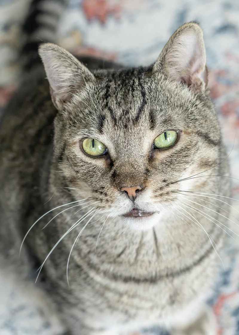 An adult medium-sized male Tabby cat named Bryn for adoption in Buford, GA