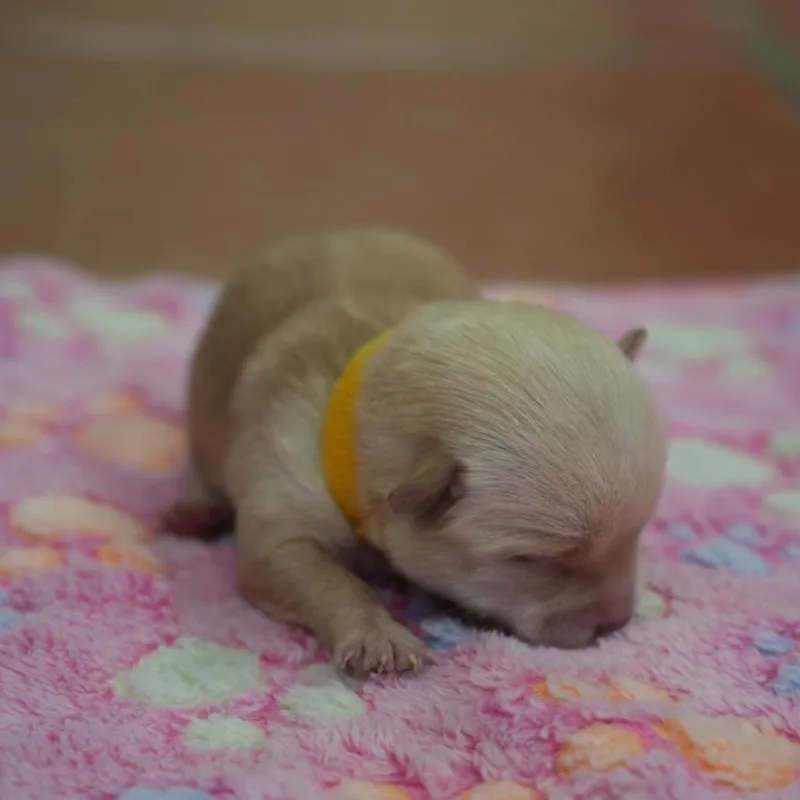 A baby small-sized female White / Cream Yorkshire Terrier dog named Pudding for adoption in Coachella, CA