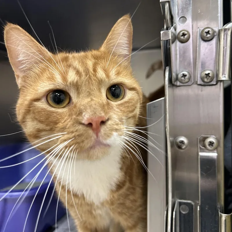 A young large-sized male Orange / Red Domestic Short Hair cat named Tiger Toes for adoption in Springfield, MA