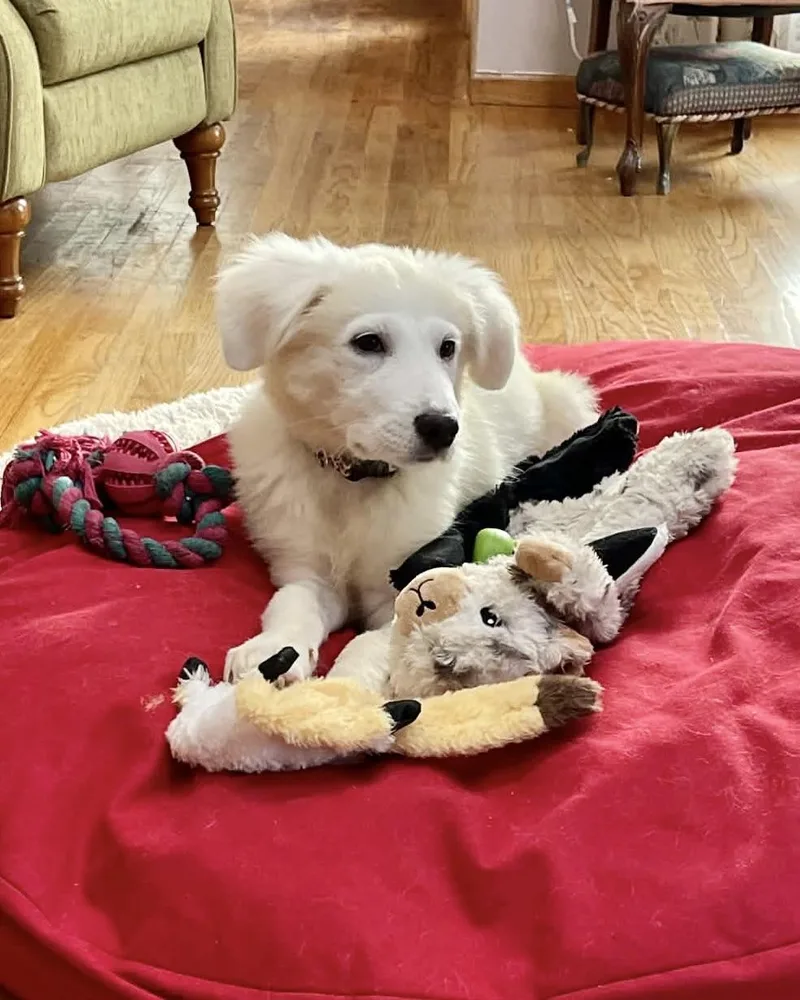 A baby large-sized female Great Pyrenees dog named Clairvoyant for adoption in New York, NY