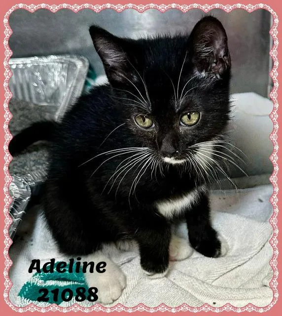 A baby small-sized female Black & White / Tuxedo Domestic Short Hair cat named Adeline for adoption in Marietta, GA