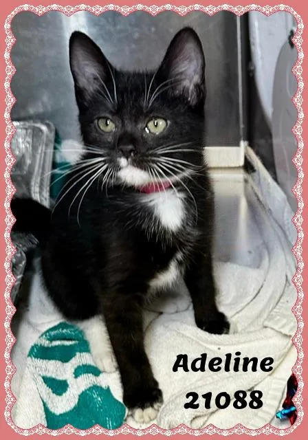Adeline thumbnail 2