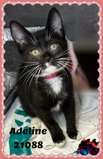 Adeline thumbnail 3