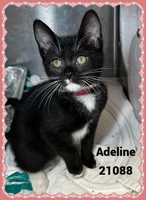 Adeline thumbnail 4