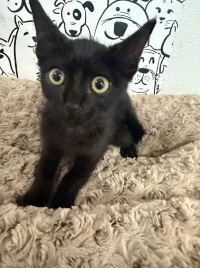 A baby small-sized male Domestic Short Hair cat named Peking for adoption in San Pedro, CA