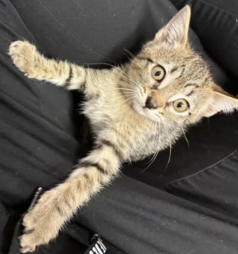 A baby medium-sized female Tabby (Brown / Chocolate) Domestic Short Hair cat named Susan for adoption in Eugene, OR