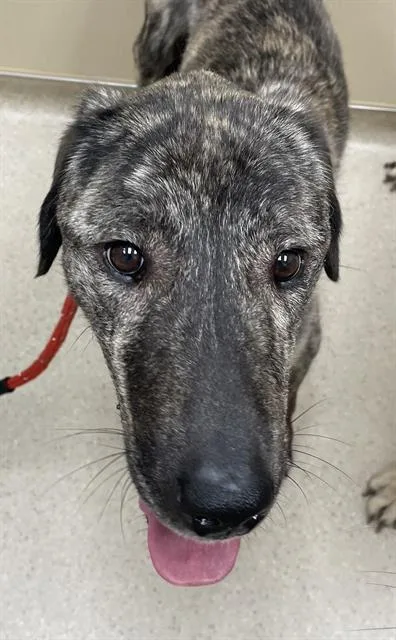 An adult large-sized female Anatolian Shepherd dog named Moxy for adoption in Clyde, NC