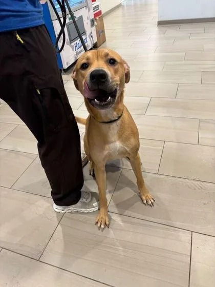 A young large-sized male Labrador Retriever dog named Wolf Pack for adoption in Daytona Beach, FL