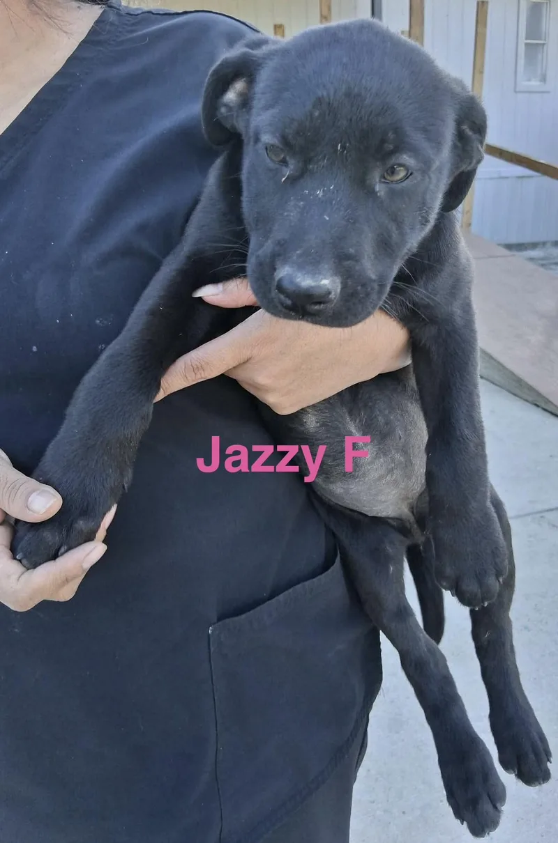 A baby medium-sized female Black German Shepherd Dog dog named Jazzy for adoption in Barkhamsted, CT