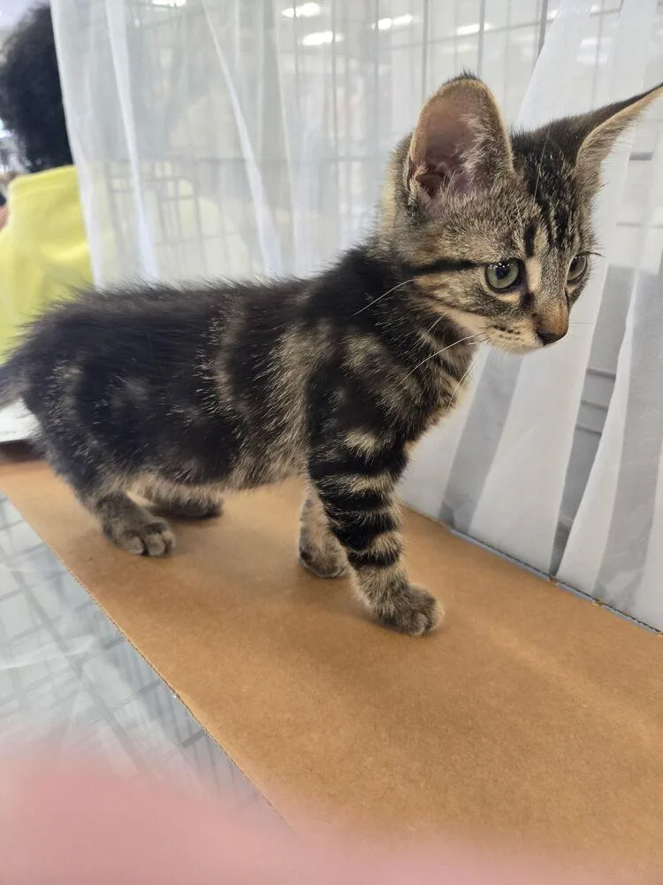 A baby small-sized male Domestic Short Hair cat named Blackfoot for adoption in Dallas, TX