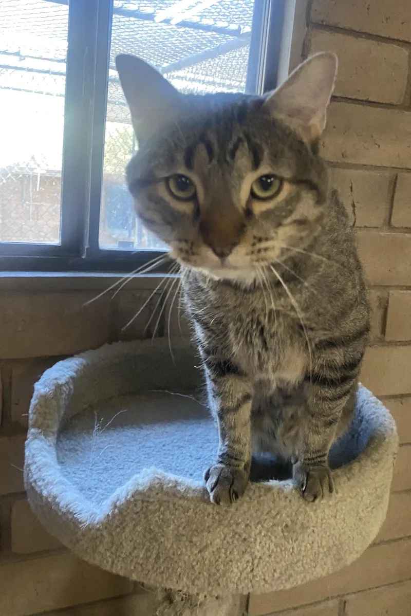 A young medium-sized male Tabby (Brown / Chocolate) Domestic Short Hair cat named Linus for adoption in Phoenix, AZ