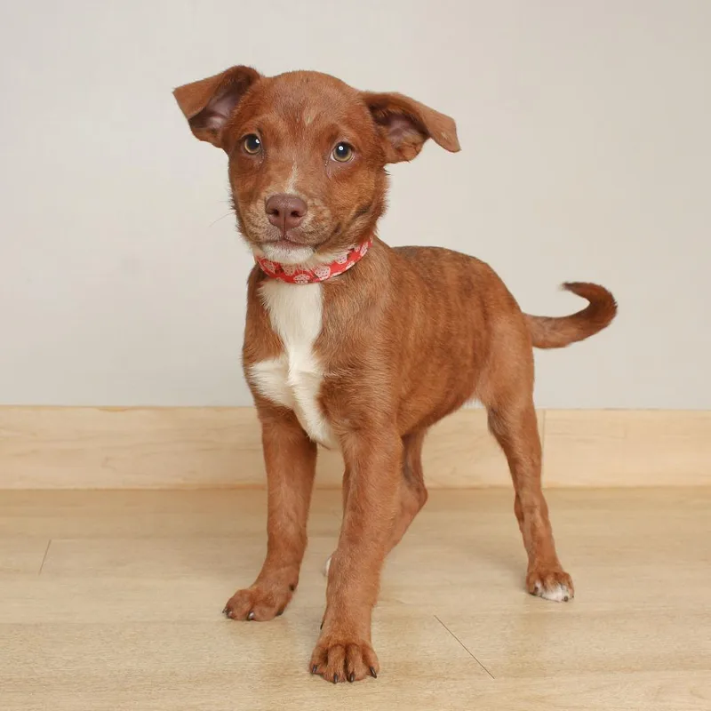 A baby small-sized female Red / Chestnut / Orange Welsh Springer Spaniel dog named Juniper D for adoption in Minnetonka, MN