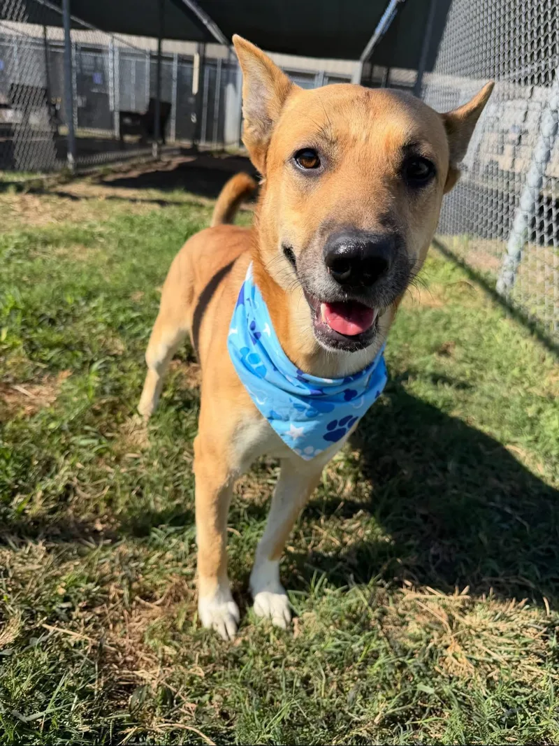 An adult medium-sized male German Shepherd Dog dog named Melvin for adoption in Spring, TX