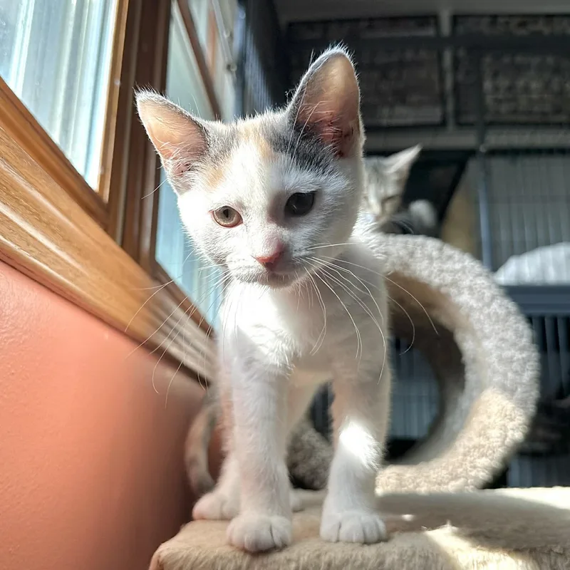 A baby small-sized female Dilute Calico Domestic Short Hair cat named Kristypoo for adoption in Stoughton, WI