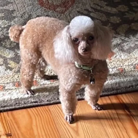 A senior small-sized female Red / Chestnut / Orange Miniature Poodle dog named Remi for adoption in Baton Rouge, LA