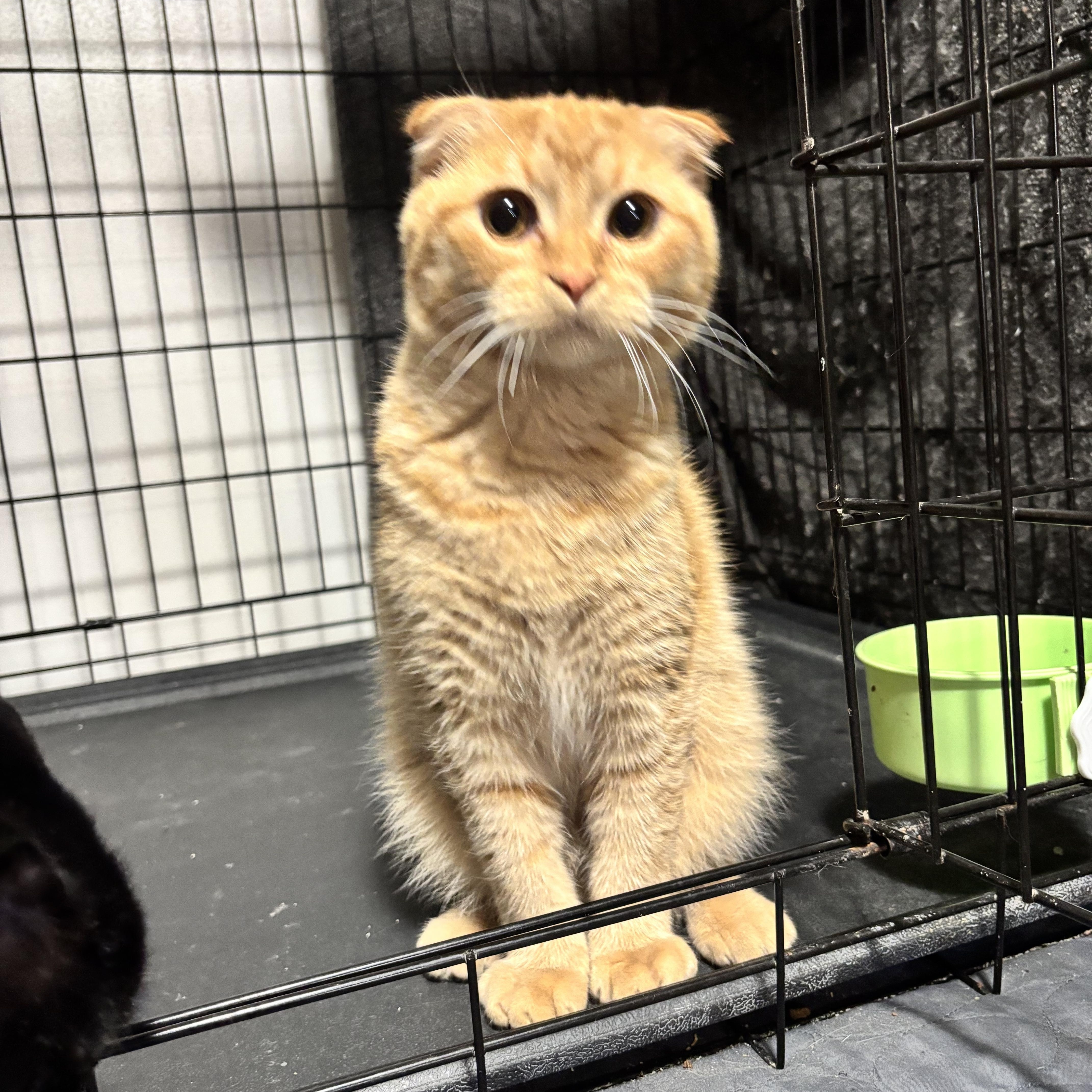 A baby small-sized male Tabby (Orange / Red) Scottish Fold cat named Ray for adoption in Stoughton, WI