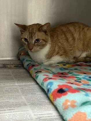 A young medium-sized female Domestic Short Hair cat named Apricot for adoption in Louisburg, NC