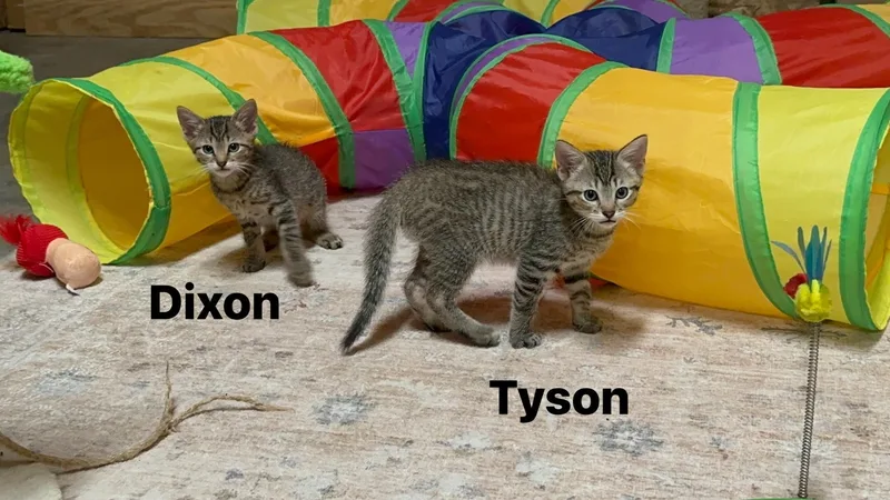 A baby medium-sized male Tabby (Gray / Blue / Silver) Domestic Short Hair cat named Dixon for adoption in Byrdstown, TN