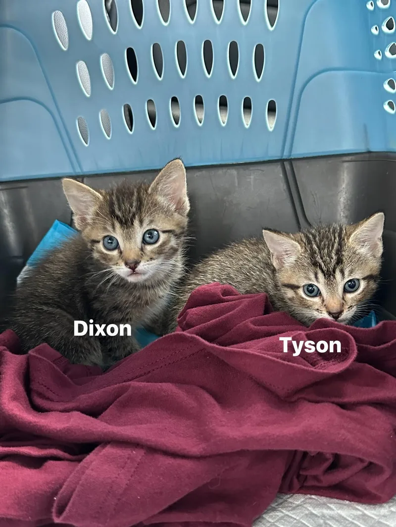 Dixon thumbnail 3