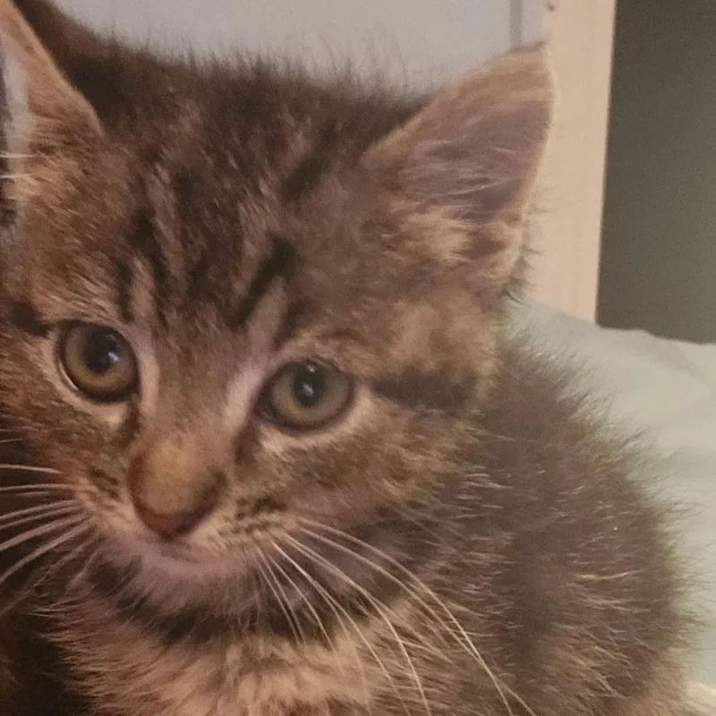 A baby medium-sized female Tabby cat named Yang for adoption in Denver, NC