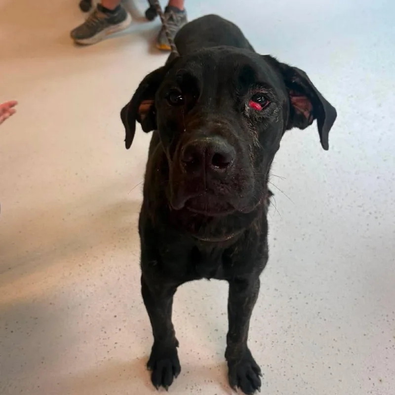 An adult large-sized male Black Mixed Breed dog named Laramie for adoption in Huntington, WV