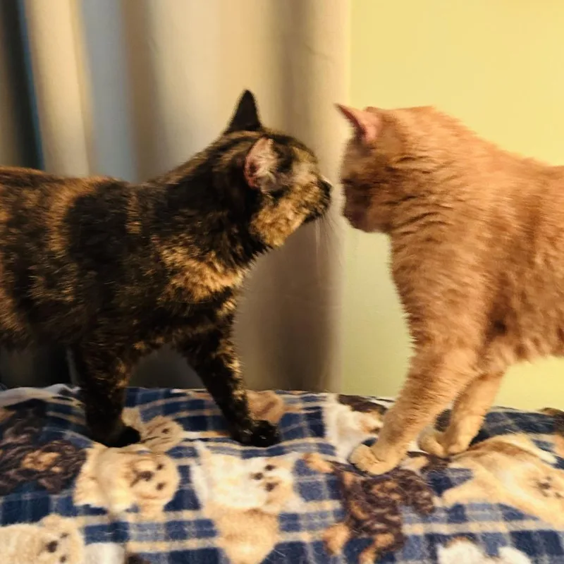 An adult medium-sized female Tortoiseshell Domestic Short Hair cat named Ash for adoption in Wheeling, IL