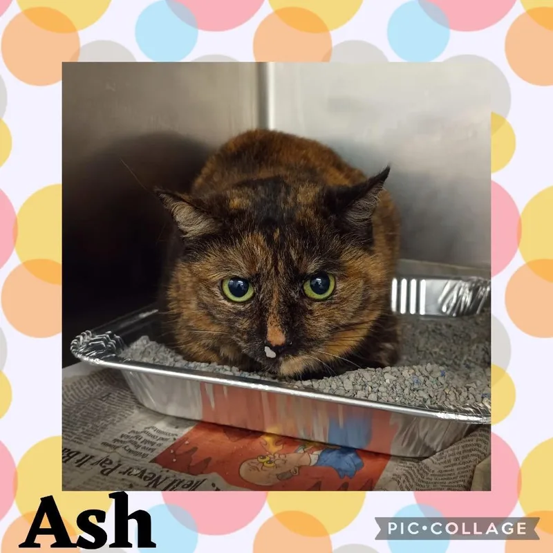 Ash thumbnail 3