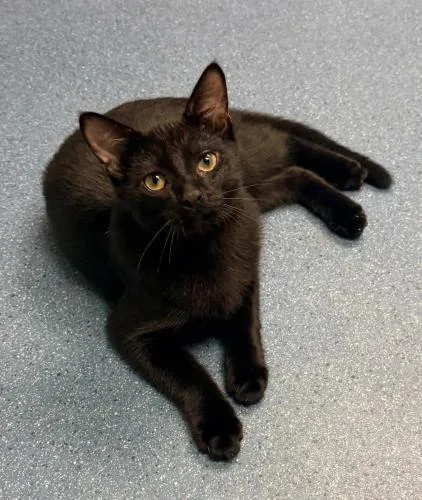 A baby small-sized male Domestic Short Hair cat named Midnight for adoption in St. Johnsbury, VT